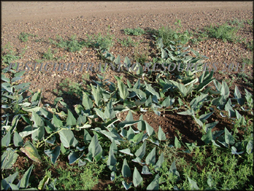 Plant and Foliage