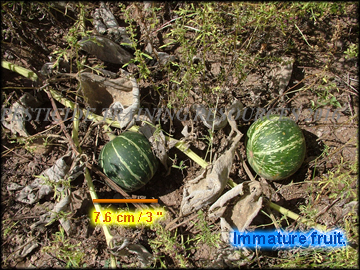 Fruit