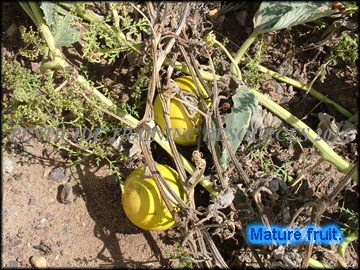 Fruit