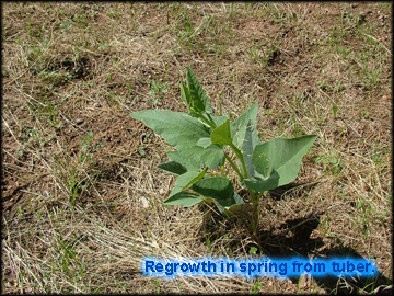 Regrowth