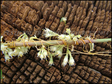 Flowers and Foliage