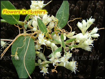 Flower clusters