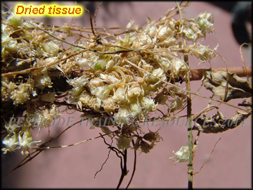 Dried Tissue