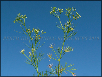 Foliage