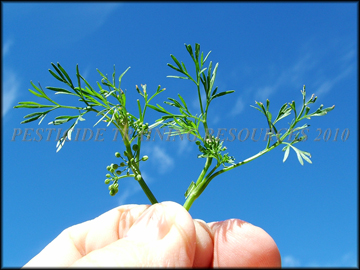 Foliage