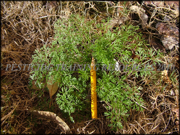 Young Plants