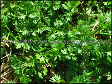 Seedlings