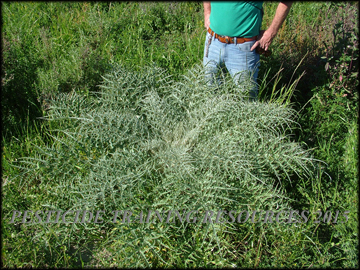 Plant