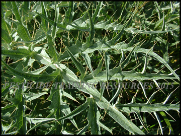 Foliage