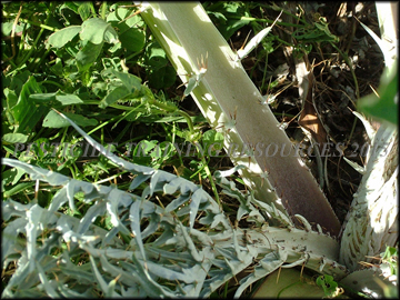 Stem