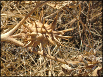 Dried Fruit