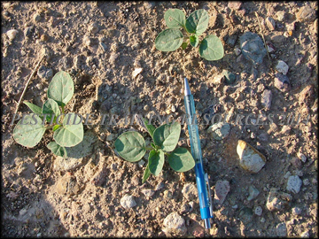 Seedlings