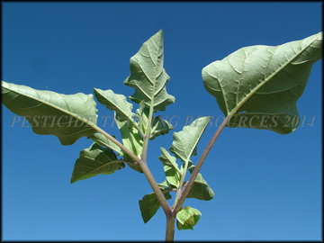 Fruit