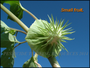 Small Fruit