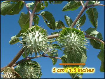 Fruit