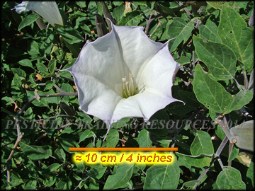 Flower and Leaves