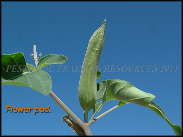 Flower bud