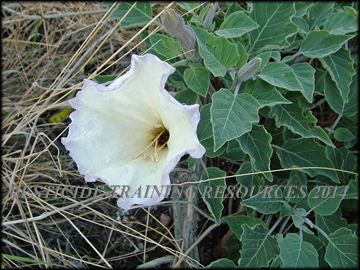 Spent flower and foliage