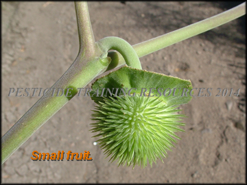 Fruit