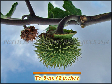 Small Fruit