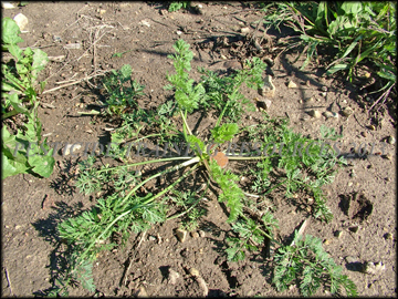 Seed