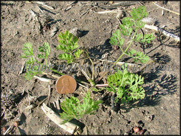Seed Pods