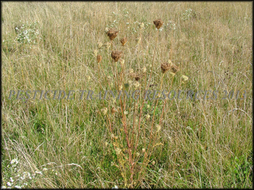 Seed