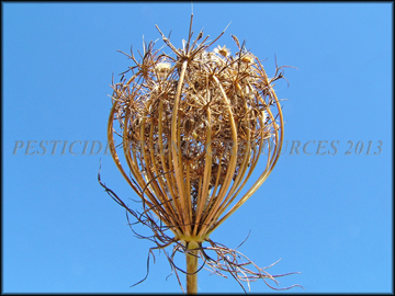 Seed Pods