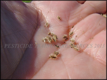 Seed