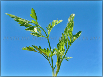 Foliage