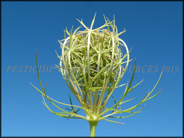 Senescent Plant