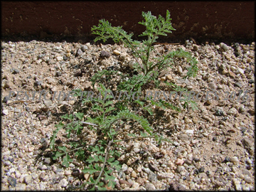 Small Plant