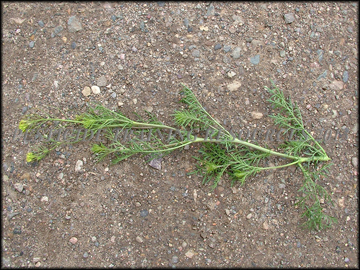 Foliage