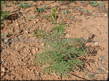 Small Plant