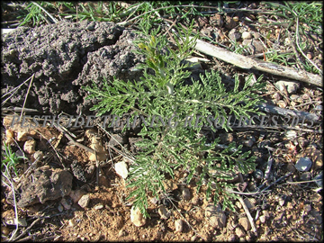 Seedling