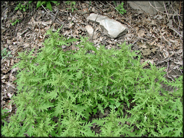 Plants