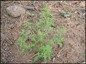 Plant