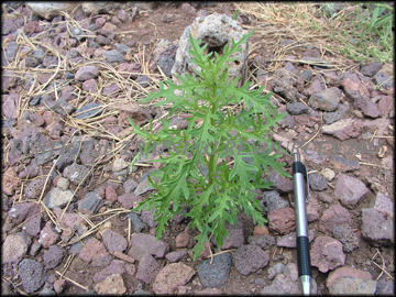 Plant