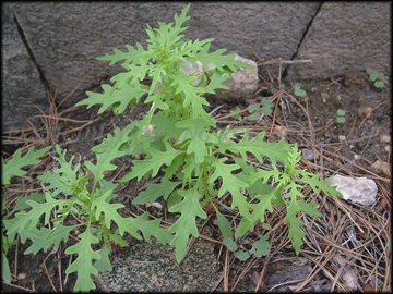Small Plants