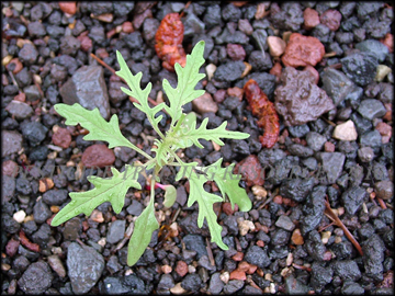 Small Plant