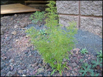 Mature Plant