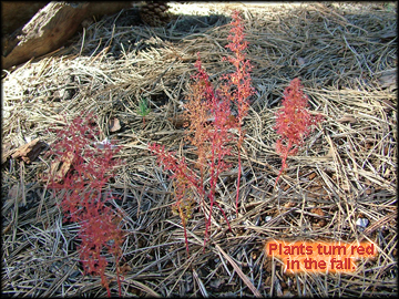 Plants in fall