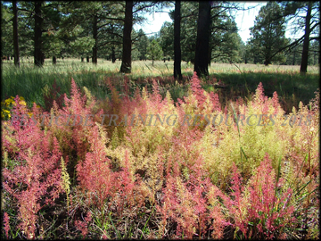 Plants in fall
