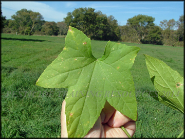 Leaf