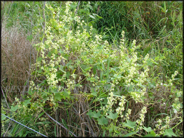 Flowering