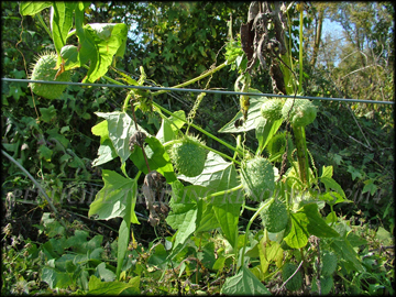 Fruit and Tendrils