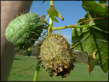 Fruit