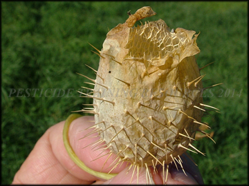 Dry Fruit