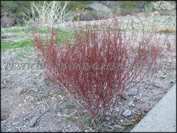 Senescent Plant