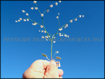Plant and Flowers